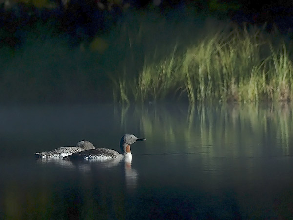 Kaakkuri, Red-throated Diver, Gavia stellata